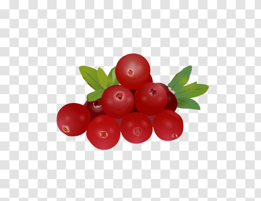 Gooseberry Barbados Cherry Huckleberry Lingonberry Cranberry - Exquisite Clipart Transparent PNG