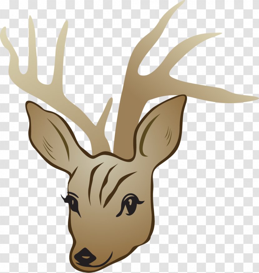 Red Deer White-tailed - Whitetailed - Beautiful Head Transparent PNG