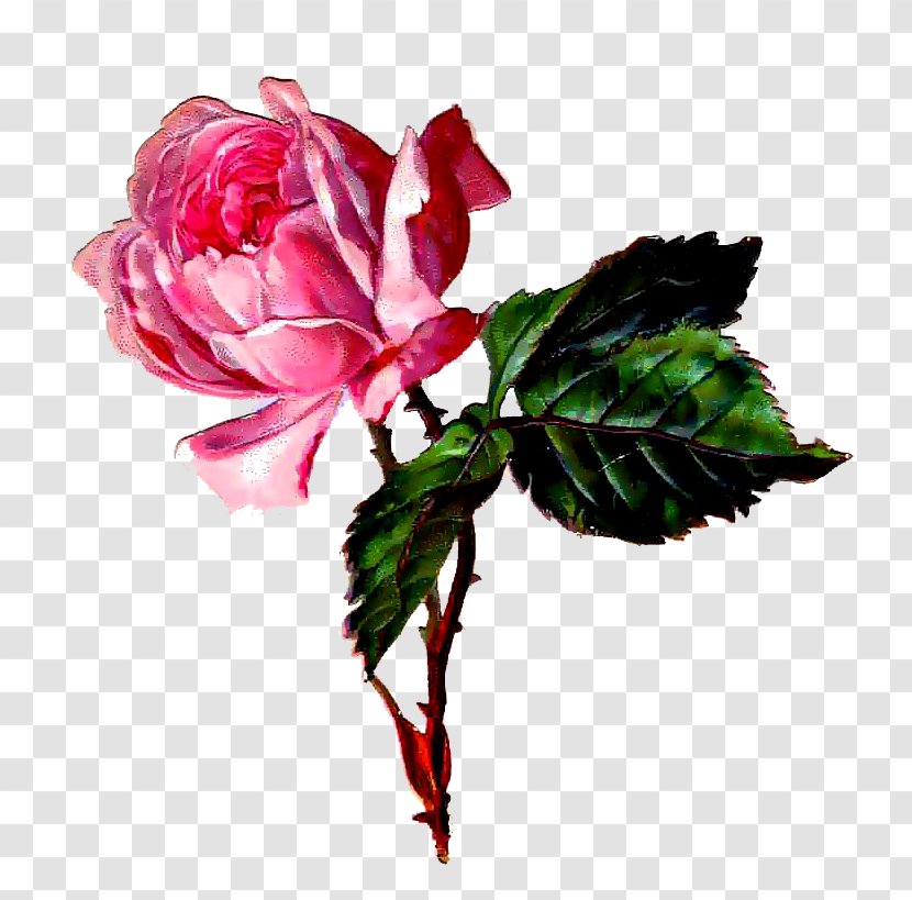 Flower Gfycat Drawing Garden Roses - Flowering Plant Transparent PNG