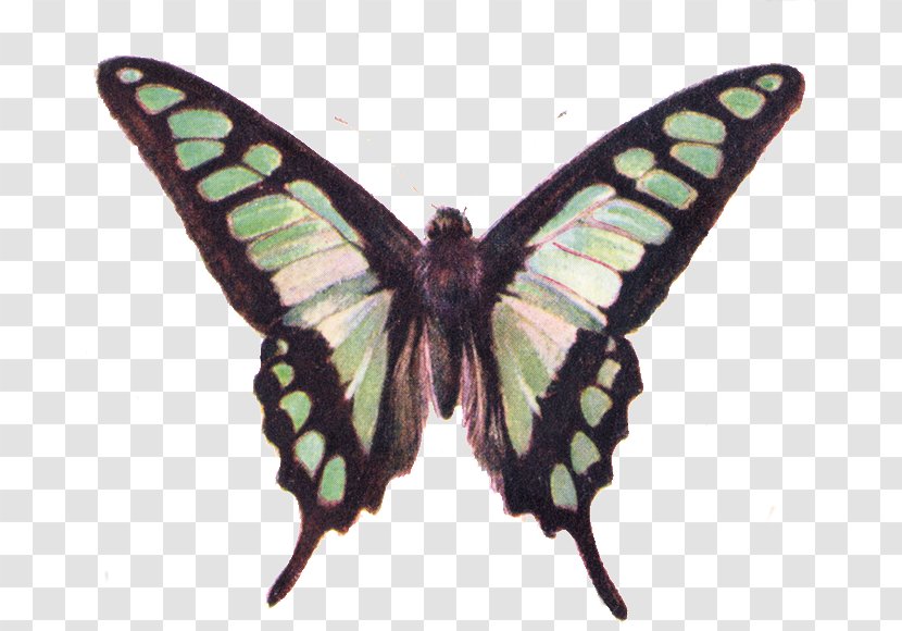 Butterfly Free Content Clip Art - Blog - Jade Cliparts Transparent PNG