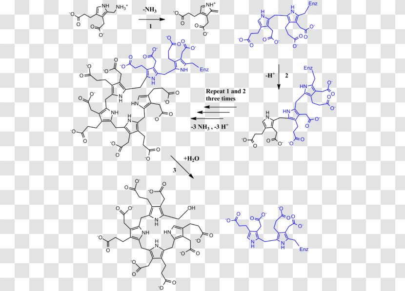 Porphobilinogen Deaminase Hydroxymethylbilane Uroporphyrinogen III Synthase - Cofactor - Tree Transparent PNG