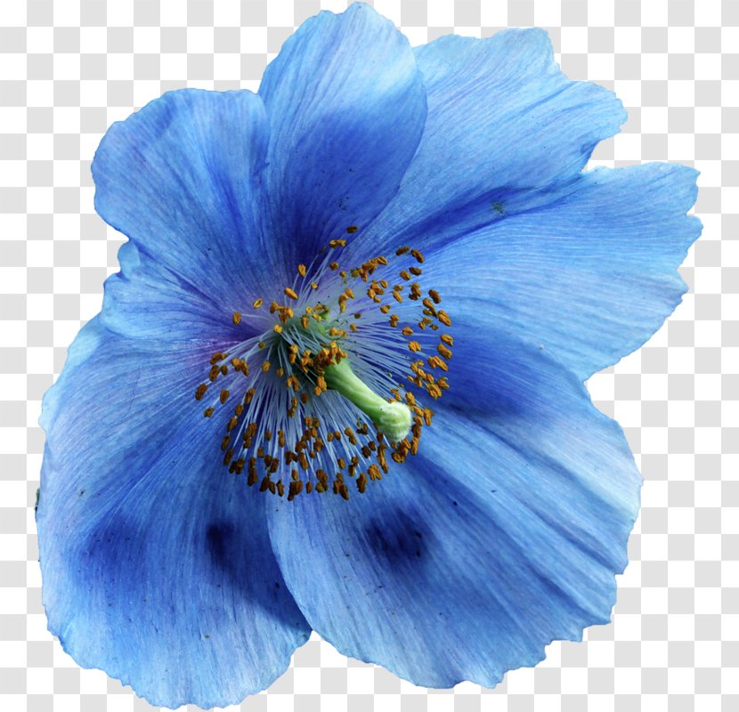 Sky Blue Flower Clip Art - Flowering Plant Transparent PNG