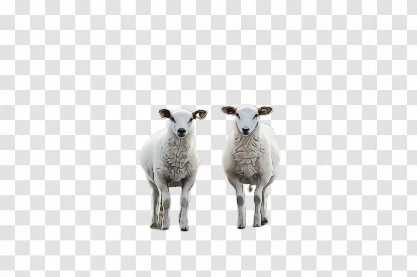 Eid Ul Adha Sheep - Al - Animal Figure Cowgoat Family Transparent PNG