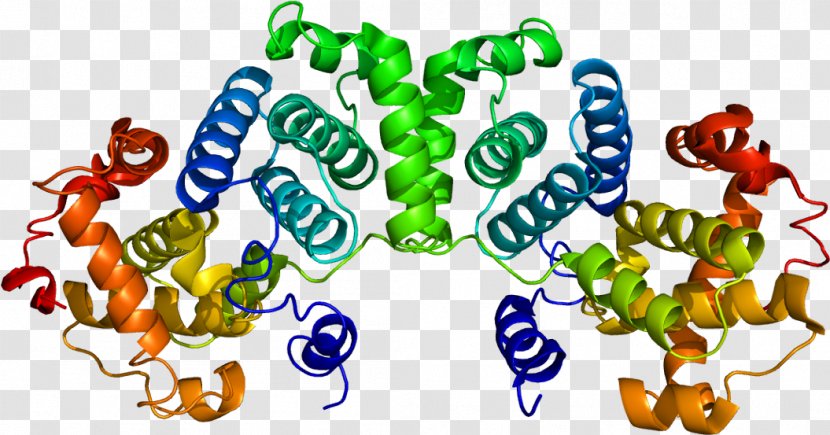 Cyclin B1 Cyclin-dependent Kinase - E1 - Stability Cartoon Protein Transparent PNG