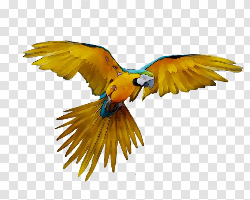 Fly: Parrot Bird Budgerigar Scarlet Macaw - Parakeet - Wildlife Transparent PNG