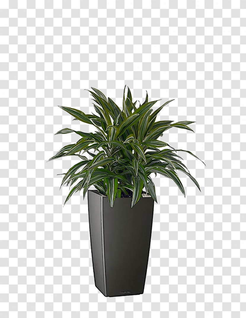 Houseplant Flowerpot Shrub Evergreen M-tree Transparent PNG