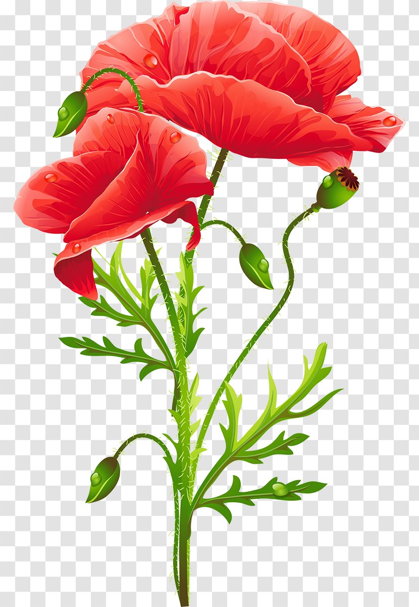 Common Poppy Watercolor Painting Vase With Red Poppies - Family - Martinborough Transparent PNG