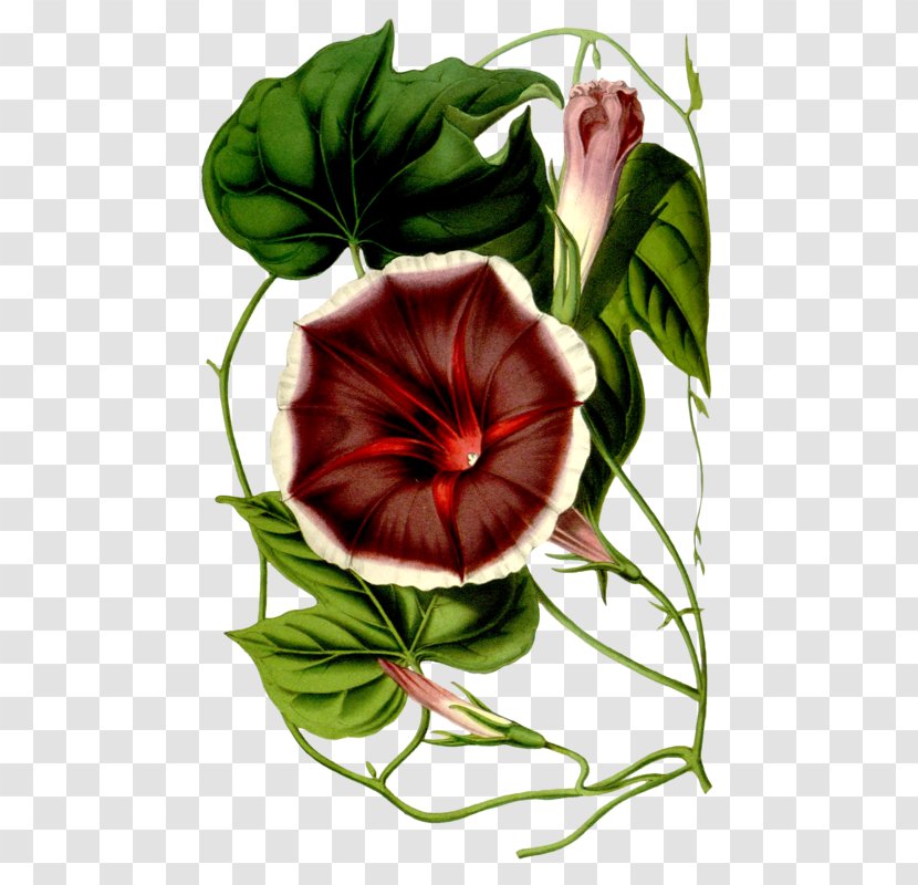 Botany Flore Des Serres Et Jardins De L'Europe Painter - Botanist - Floral Design Transparent PNG