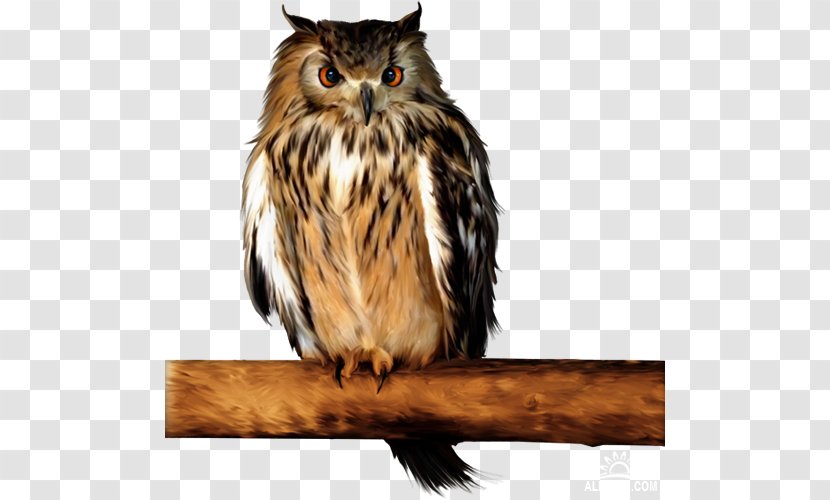 Little Owl Barn Tawny Clip Art - Bird Transparent PNG