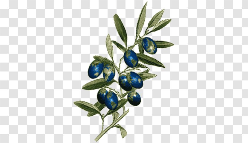 Olive Branch Petition Boston Massacre Laugh Your Head Off Bilberry Colony - Juniper Berry Transparent PNG