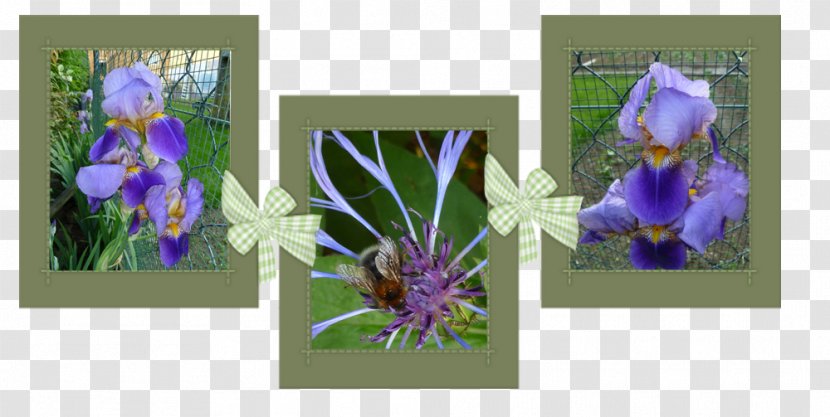 Floral Design Cut Flowers Picture Frames Wildflower - Iris Family Transparent PNG