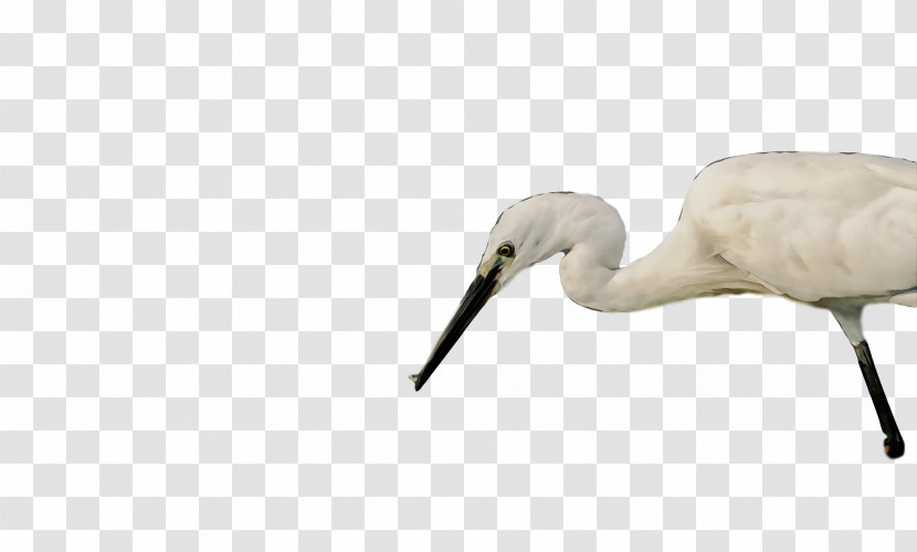 Ibis Crane Birds Stork Beak Transparent PNG