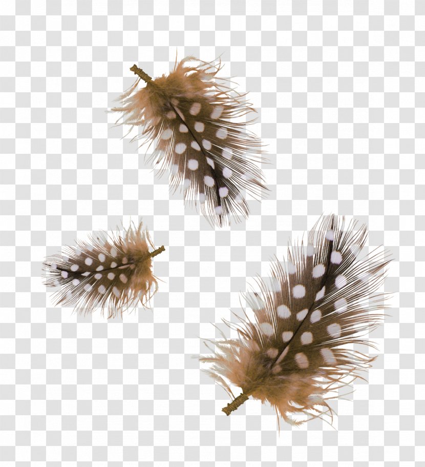 Feather Brown - Designer - Feathers Transparent PNG