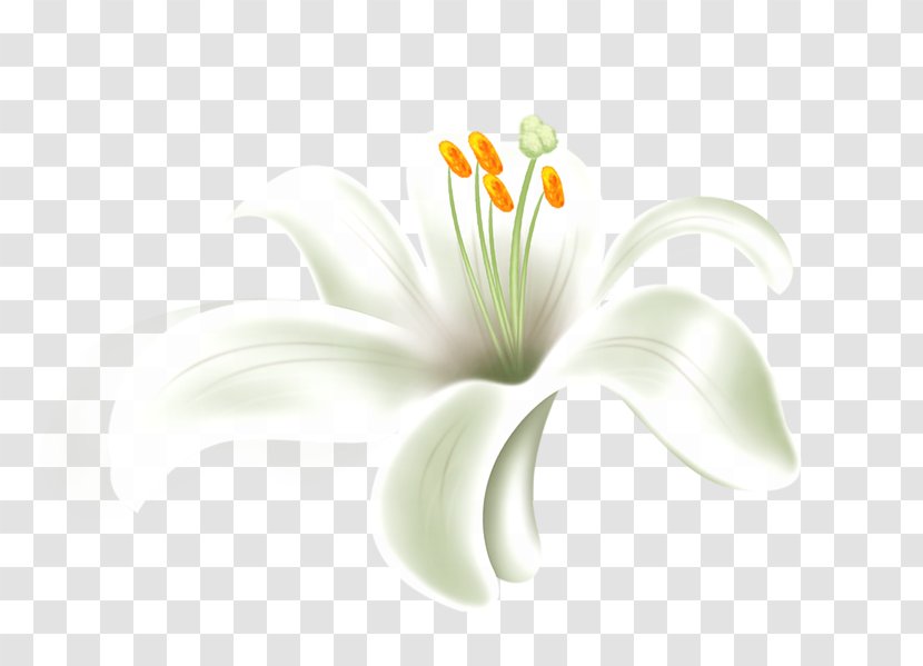 Desktop Wallpaper Cut Flowers Plant Stem Petal Computer - Lily M Transparent PNG
