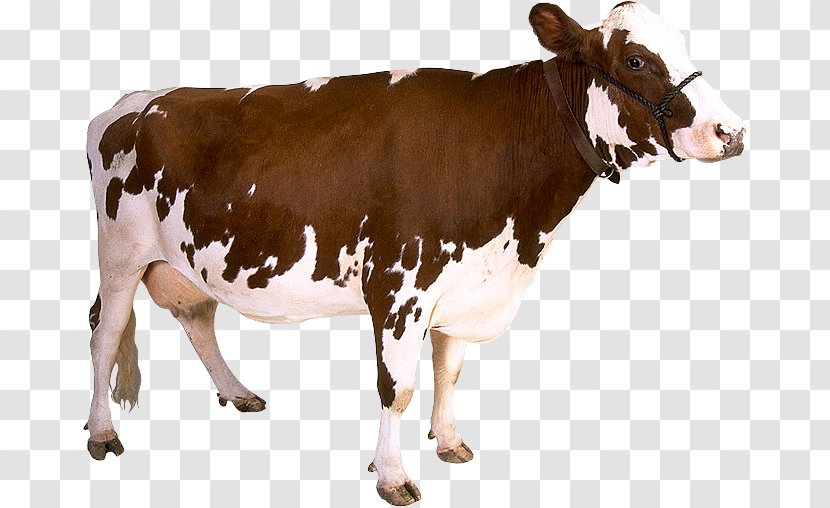 Dairy Cattle Calf Baka Cow Transparent PNG