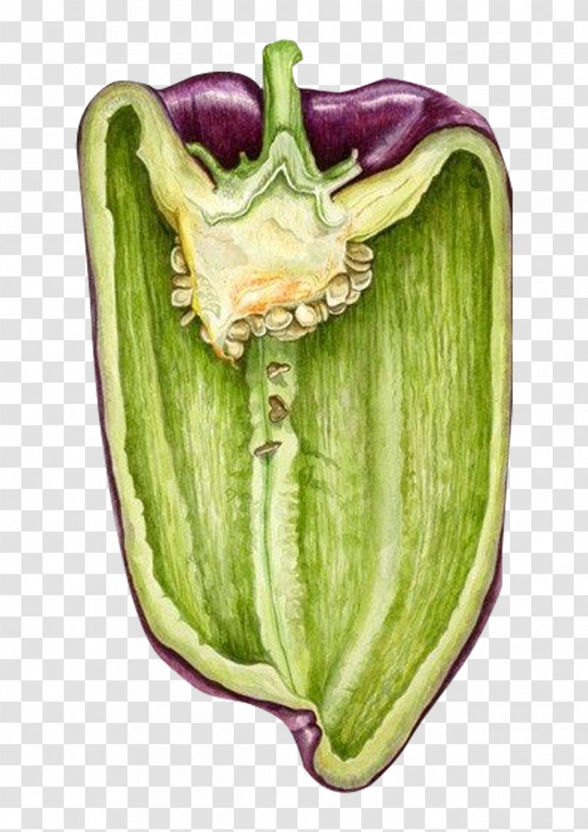 Drawing Watercolor Painting Botanical Illustration - Vegetable - Painted Vegetables Transparent PNG
