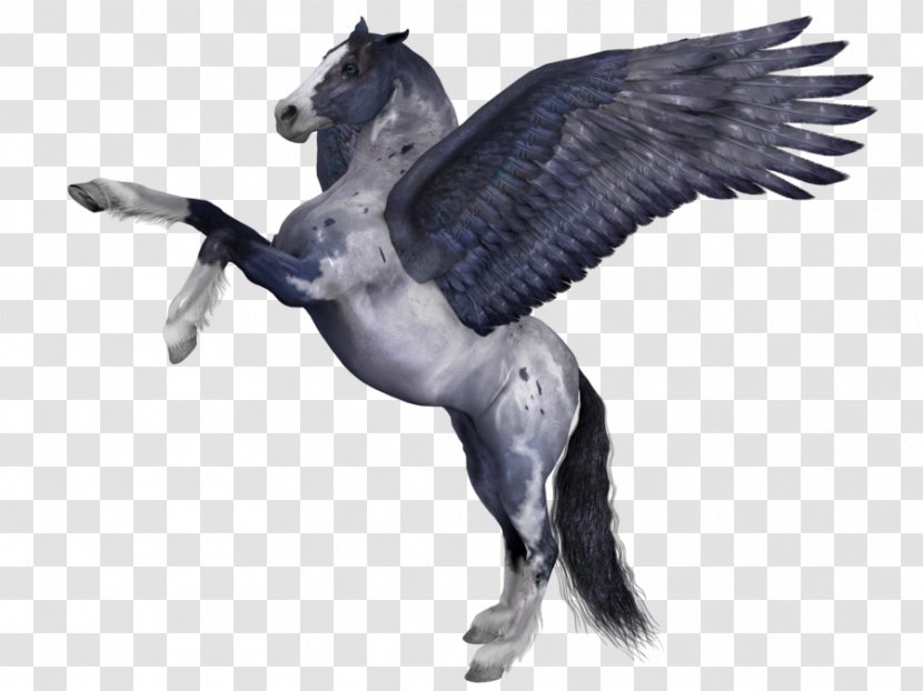 Pegasus Pony Wing Pintabian - Horse Transparent PNG