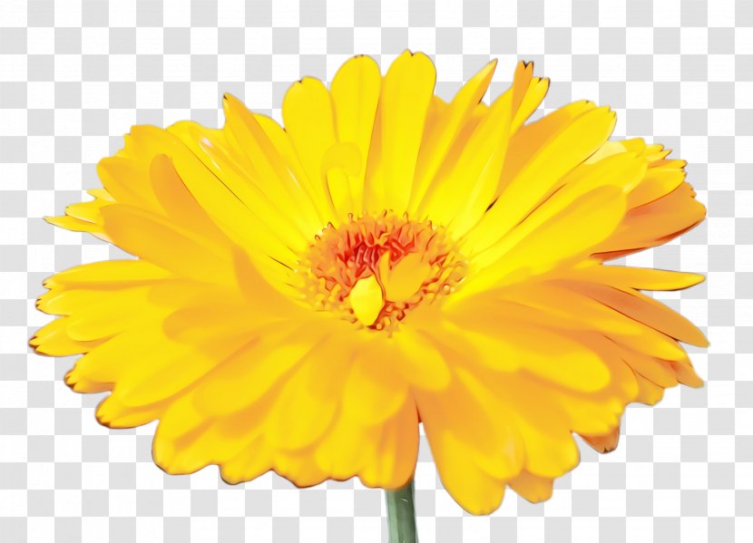 Blossom Background - English Marigold - Perennial Plant Tagetes Transparent PNG