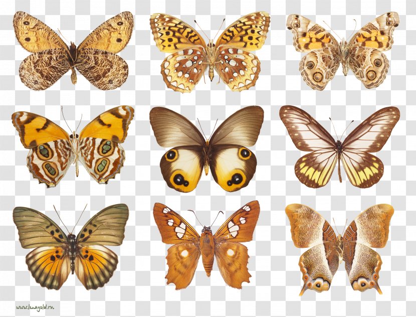 Butterfly Moth Decoupage - Idea - Brown Transparent PNG
