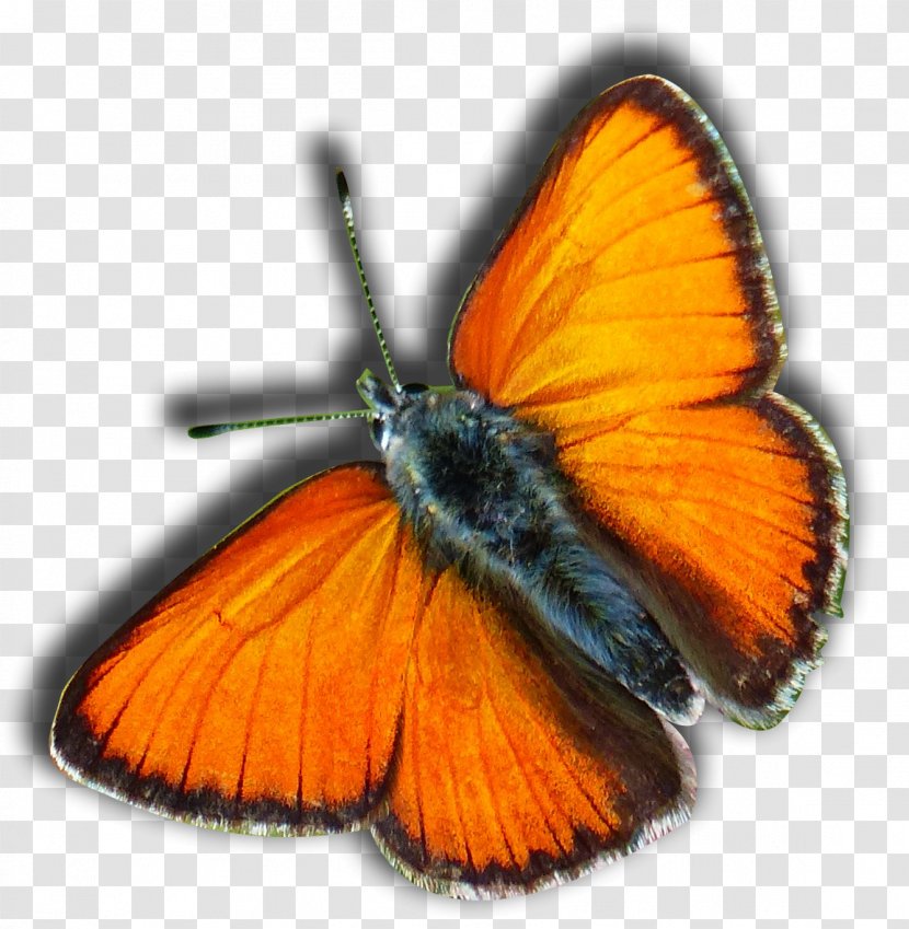 Monarch Butterfly Clip Art - Orange Tours Travels Transparent PNG