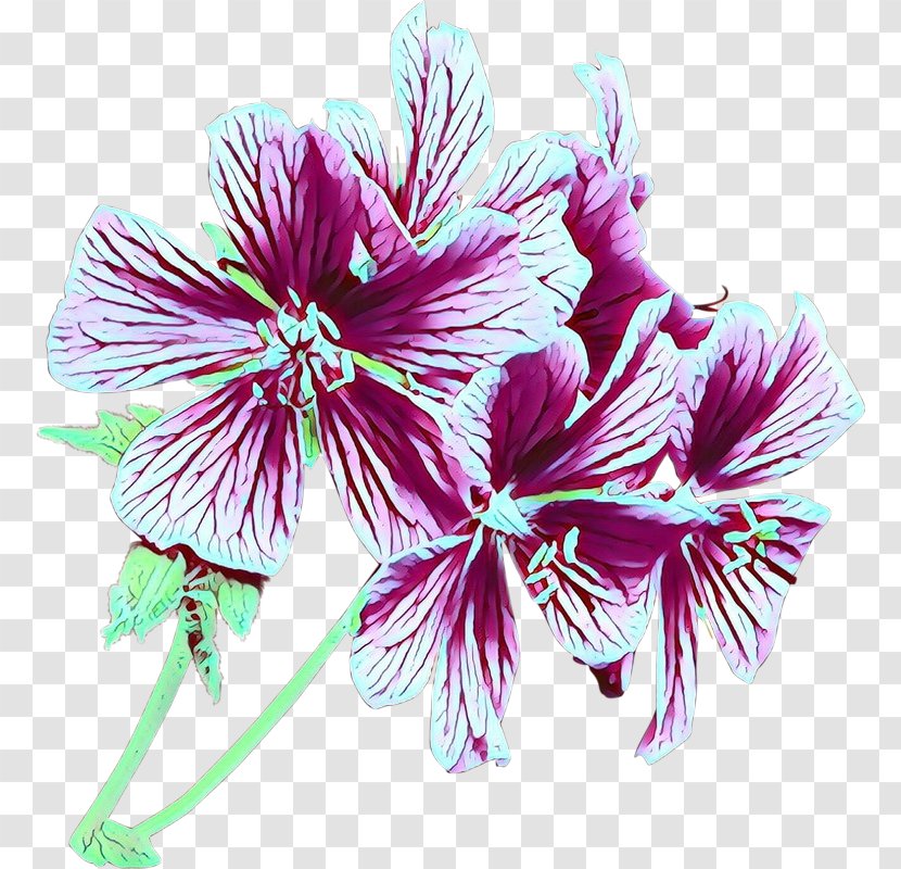 Flowering Plant Flower Petal Pink - Hibiscus - Herbaceous Geranium Transparent PNG