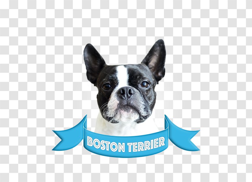 Boston Terrier French Bulldog Bull Companion Dog American Staffordshire - Pug - Breed Transparent PNG