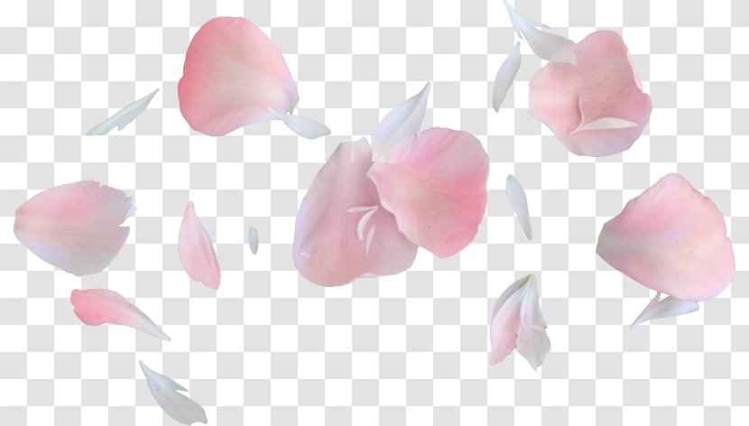 Petal Flower Heaven, Garden Roses - Heaven Transparent PNG