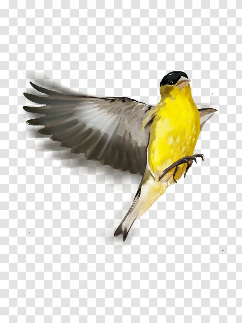 Songbird Finch Old World Oriole Beak - Perching Bird - Awesome Transparent PNG
