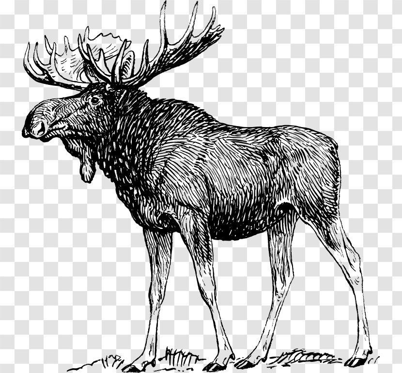 Moose Elk Reindeer - Tree - Deer Transparent PNG