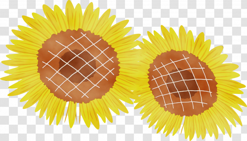 Sunflower Seed Yellow Common Sunflower Transparent PNG