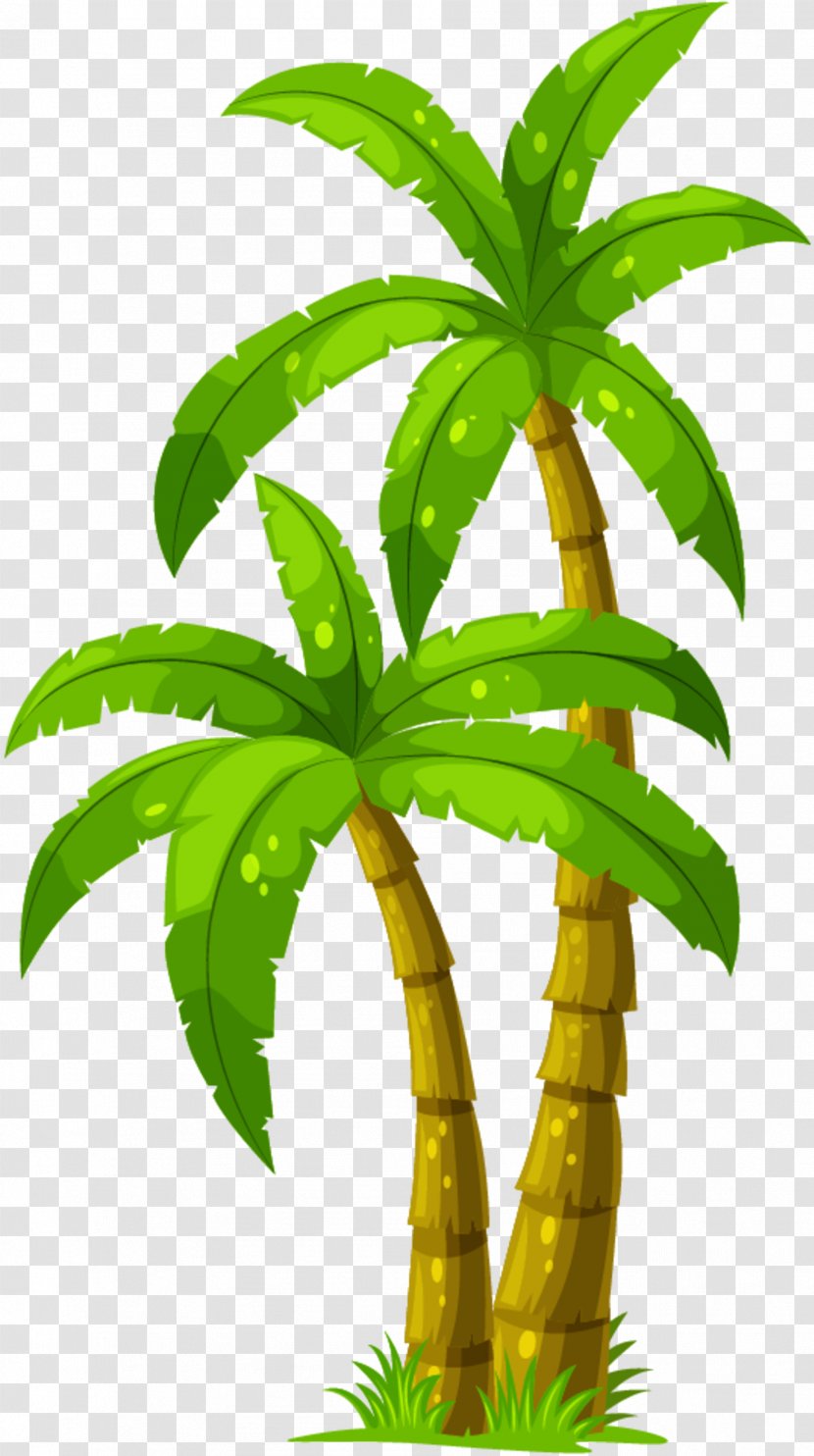 Vector Graphics Palm Trees Drawing Stock Illustration - Arecales - Flower Transparent PNG
