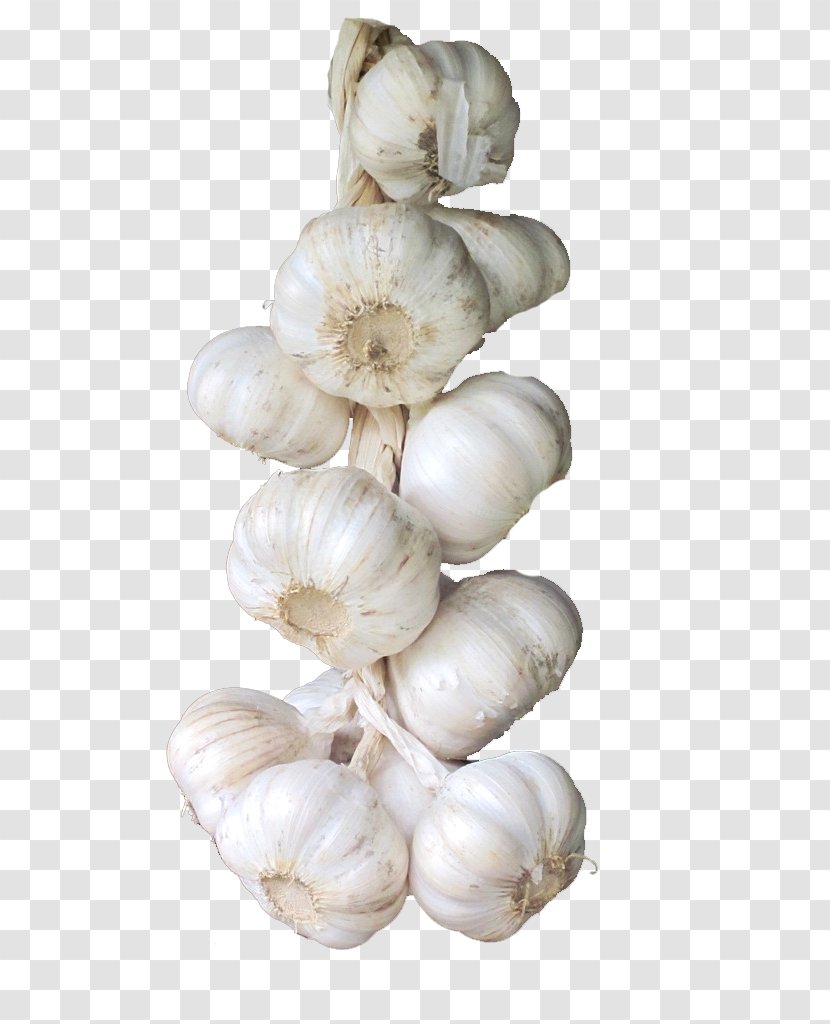 Elephant Garlic Vegetable Condiment - Ingredient - A String Of HD Clips Transparent PNG