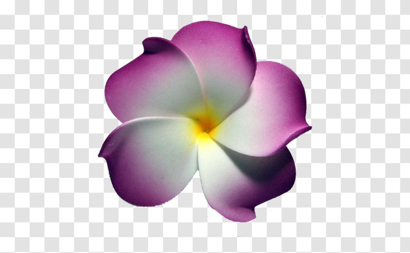 Herbaceous Plant - Violet Family - Lilac Transparent PNG