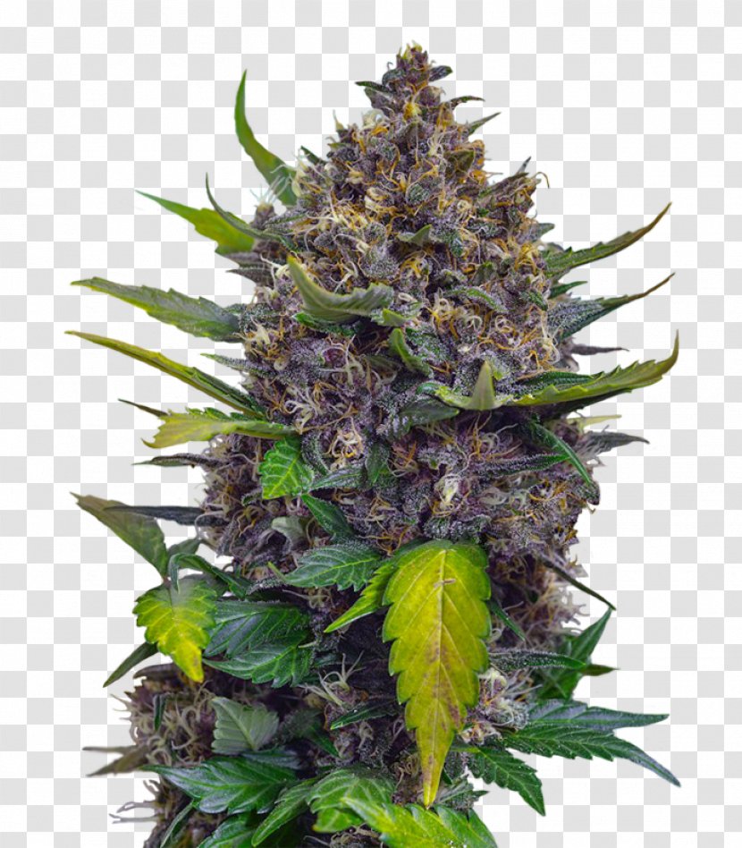 Cannabis Skunk Seed Cultivar Plant Transparent PNG