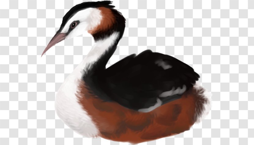 Duck Cartoon - Ducks Geese And Swans Ruddy Transparent PNG