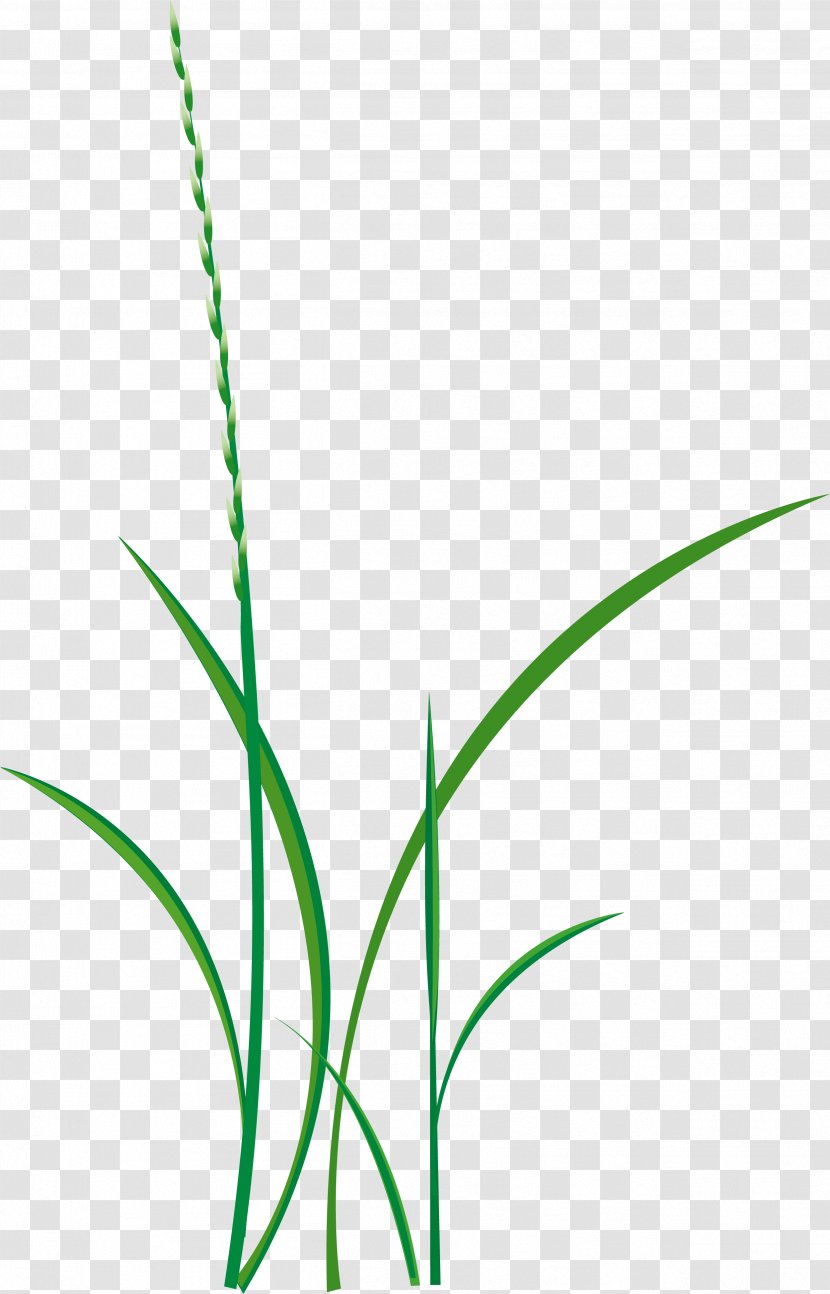 Drawing Cartoon - Area - Green Grass Transparent PNG