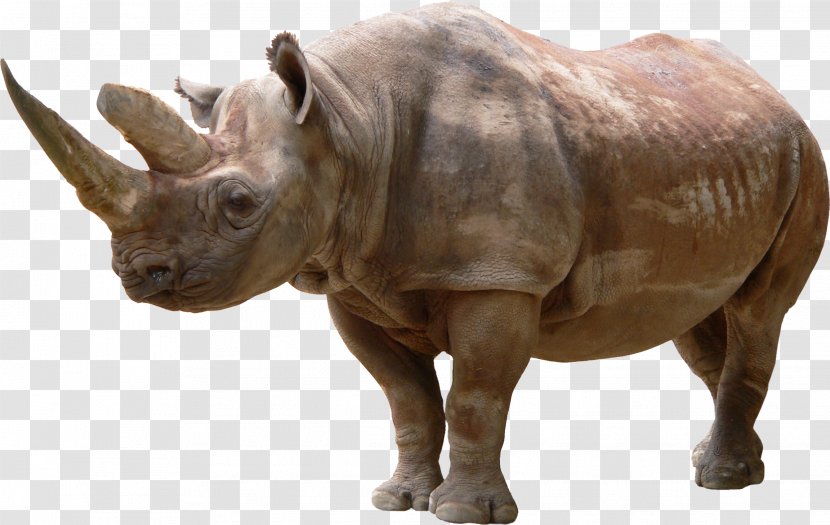 Black Rhinoceros Clip Art - Terrestrial Animal - White Transparent PNG