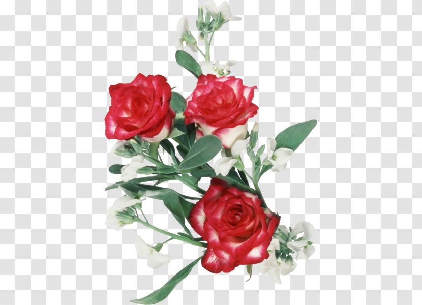 Garden Roses Floral Design Cut Flowers - Pink Family - Flower Transparent PNG