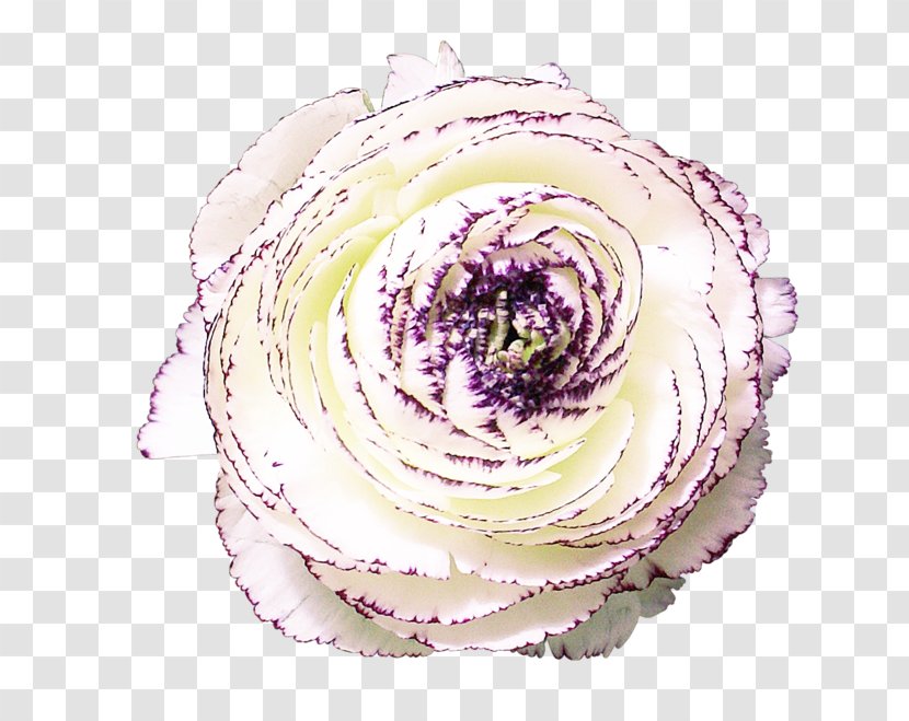 Purple Cut Flowers RGB Color Model - Plant Transparent PNG