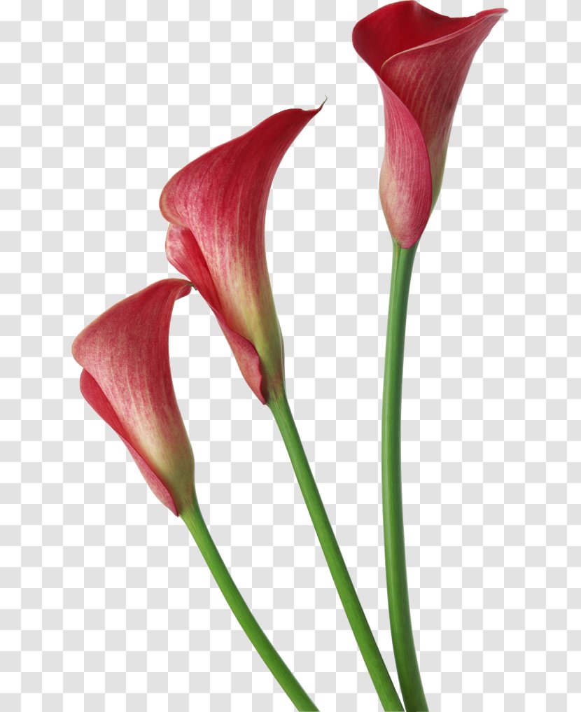 Arum-lily Callalily Clip Art - Color - Calla Picture Transparent PNG