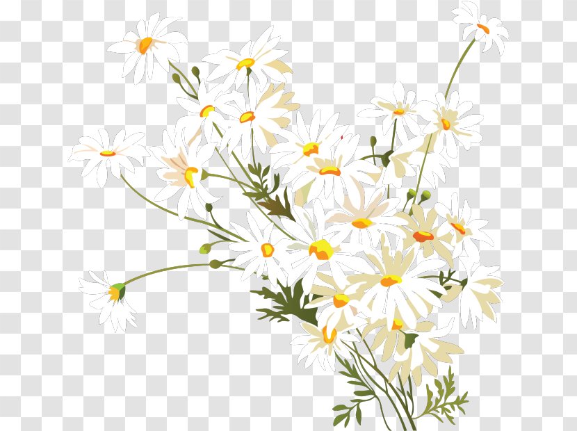 Flower Chamomile Common Daisy Clip Art - Oxeye Transparent PNG