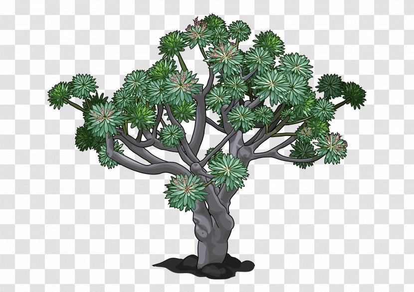 Canary Islands Euphorbia Canariensis Balsamifera Dragon Tree Plant Transparent PNG
