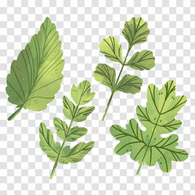 Leaf Design Image Watercolor Painting - Plant - Green Ornament Transparent PNG