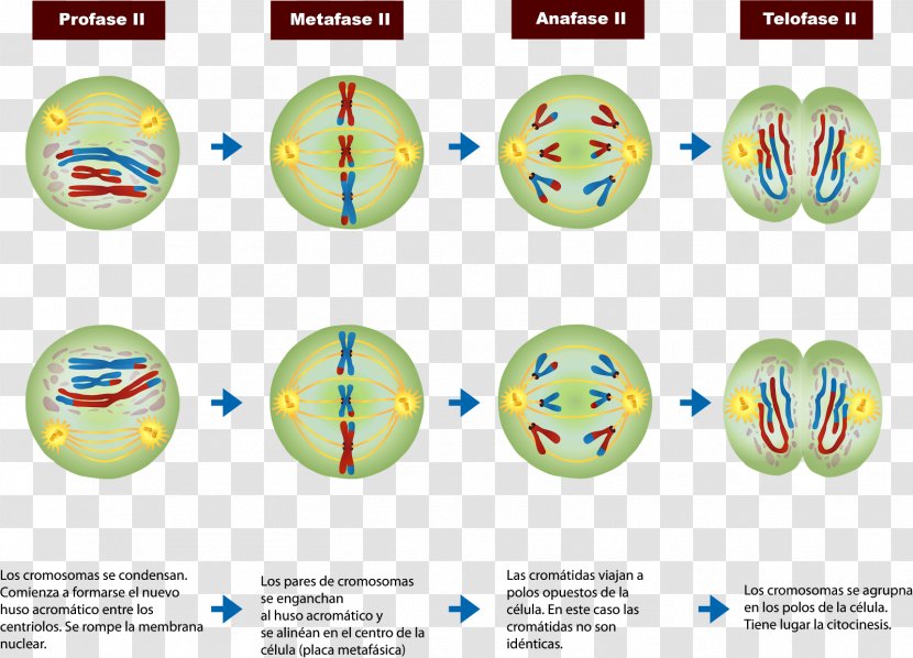 Meiosis Prophase Mitosis Cell Division Chromosome - Ii Transparent PNG