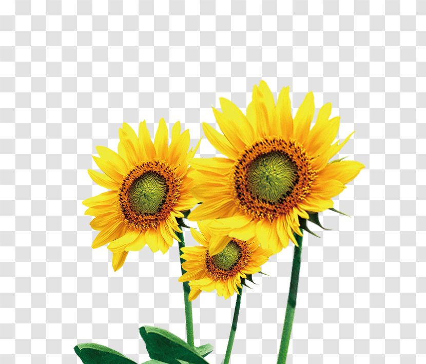 Common Sunflower - Annual Plant - Photos Transparent PNG