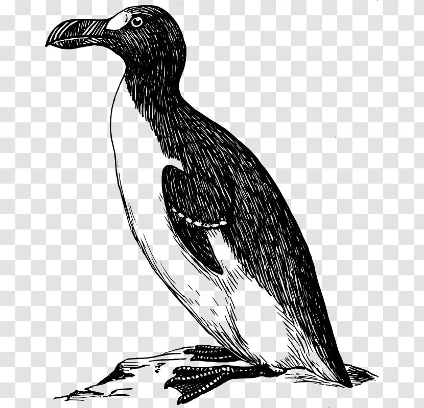 Penguin Great Auk Clip Art - Cormorant - Illustration Transparent PNG
