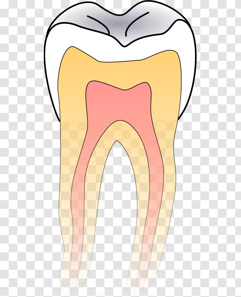 Dentistry Tooth Decay - Frame - Dental Transparent PNG
