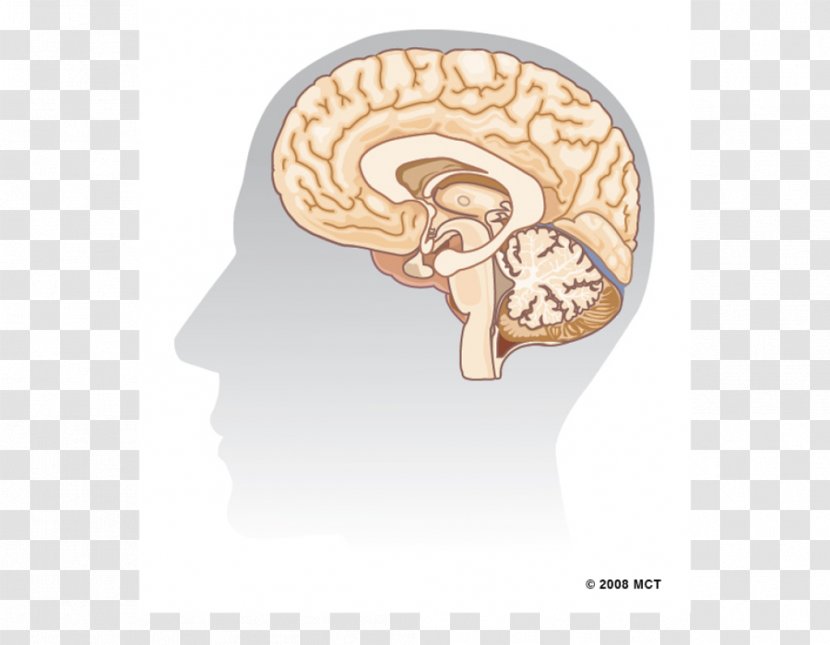 Human Brain Hippocampus Agy Neuron - Silhouette Transparent PNG