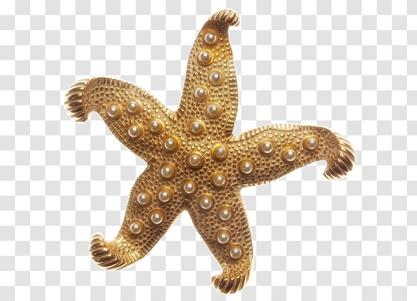 Sarajevo Starfish Marine Invertebrates Echinoderm - Treetopper - Star Fish Transparent PNG