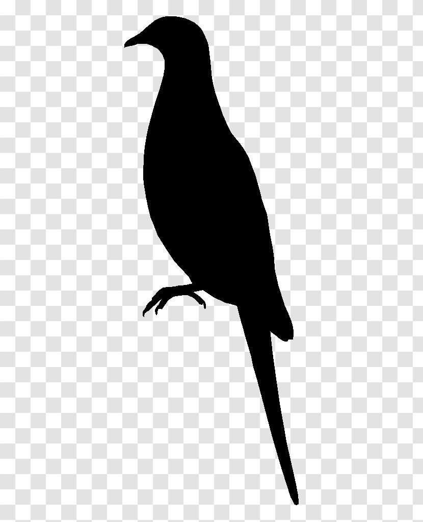 Bird Beak Silhouette Perching Bird Blackbird Transparent PNG